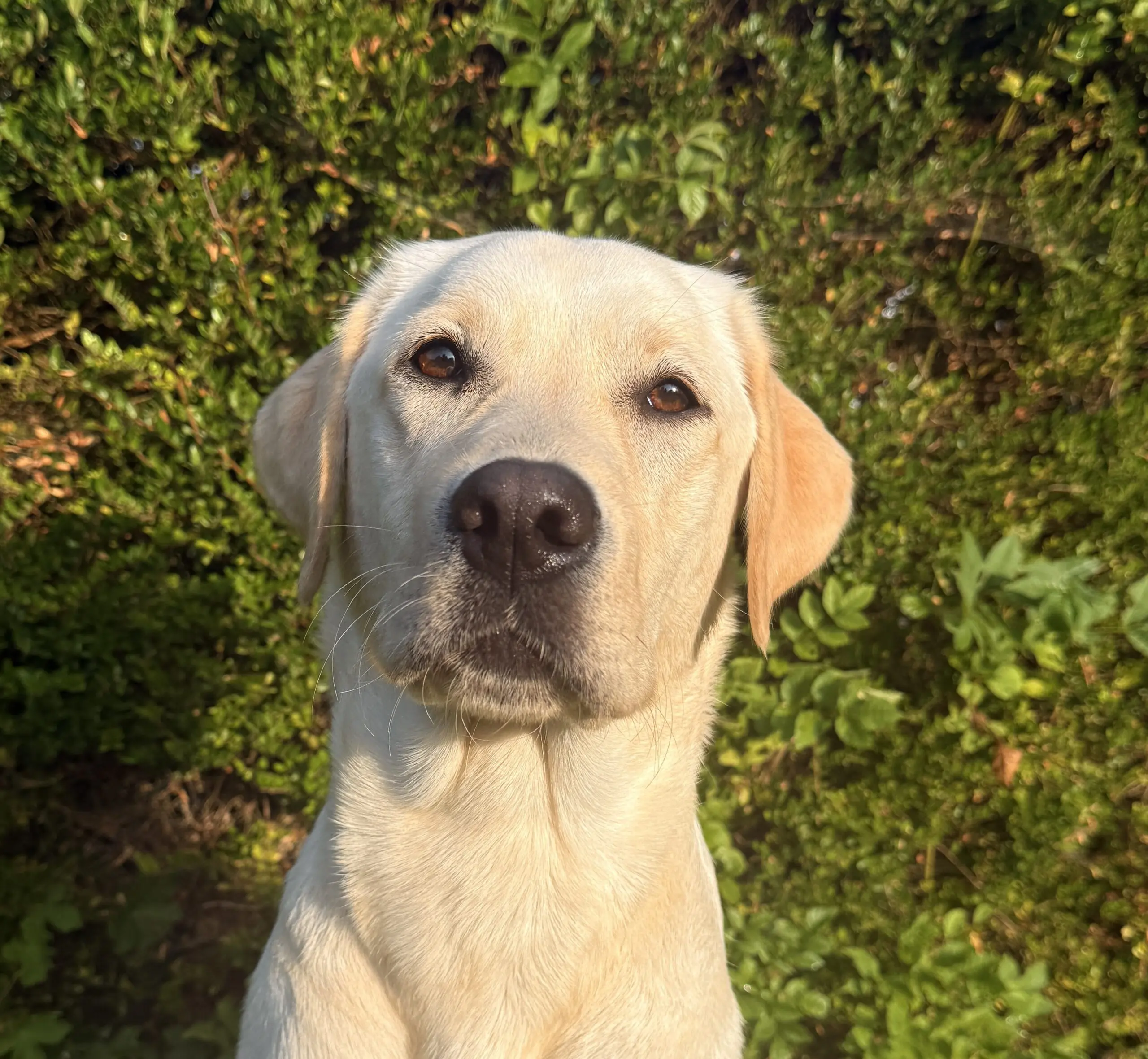 portretfoto van blonde hond voor groene heg