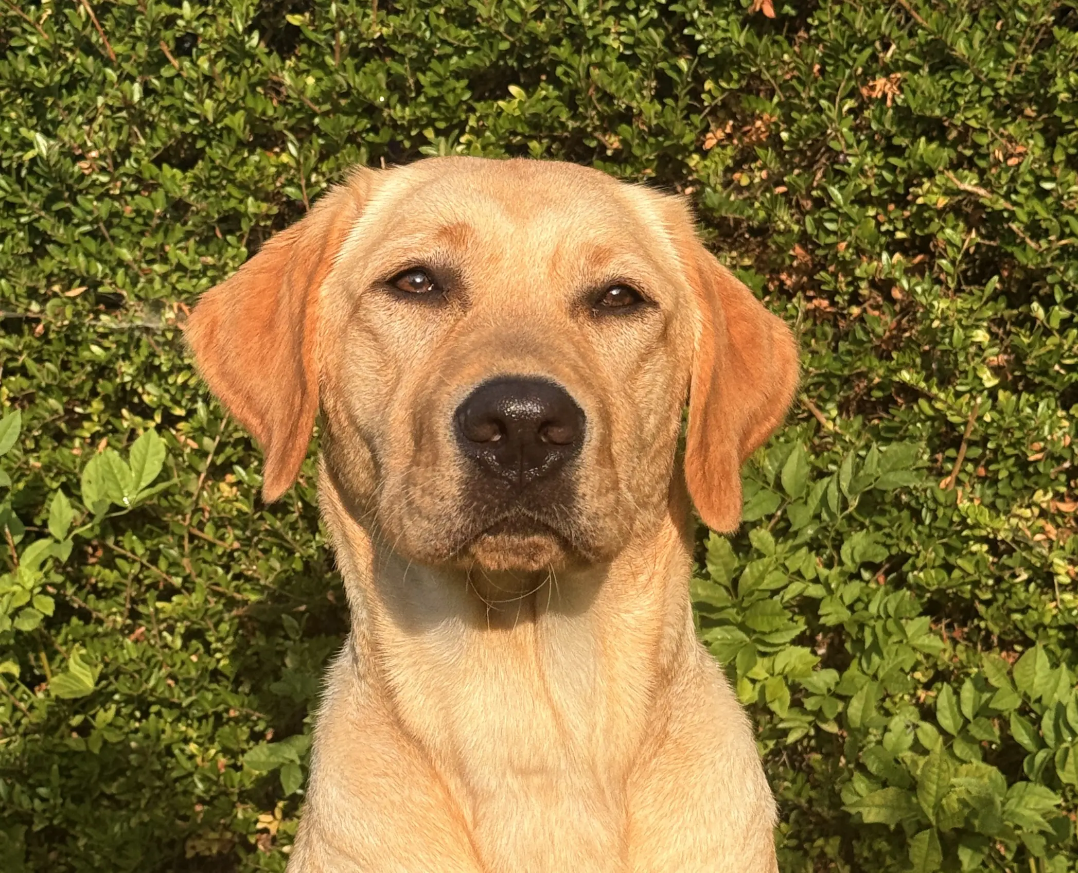 portretfoto van blonde hond voor groene heg