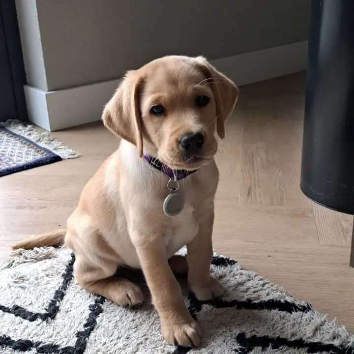 Exclusieve adoptiehond Vriend, blonde labradorpup zit op een kleed in huis