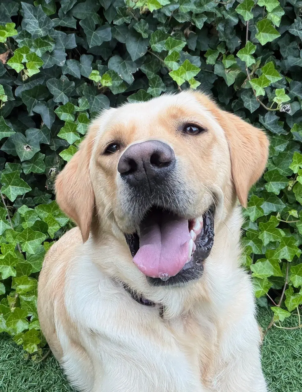 vrolijke portretfoto van blonde hond buiten