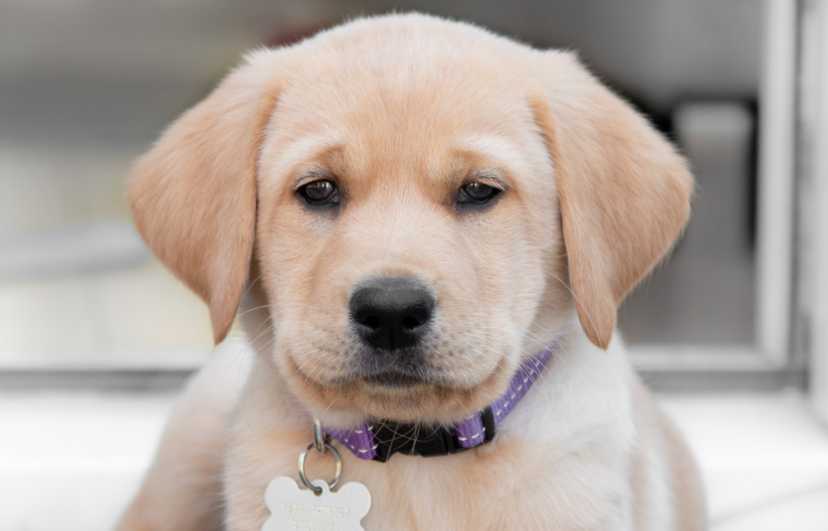 blonde pup met paars halsbandje