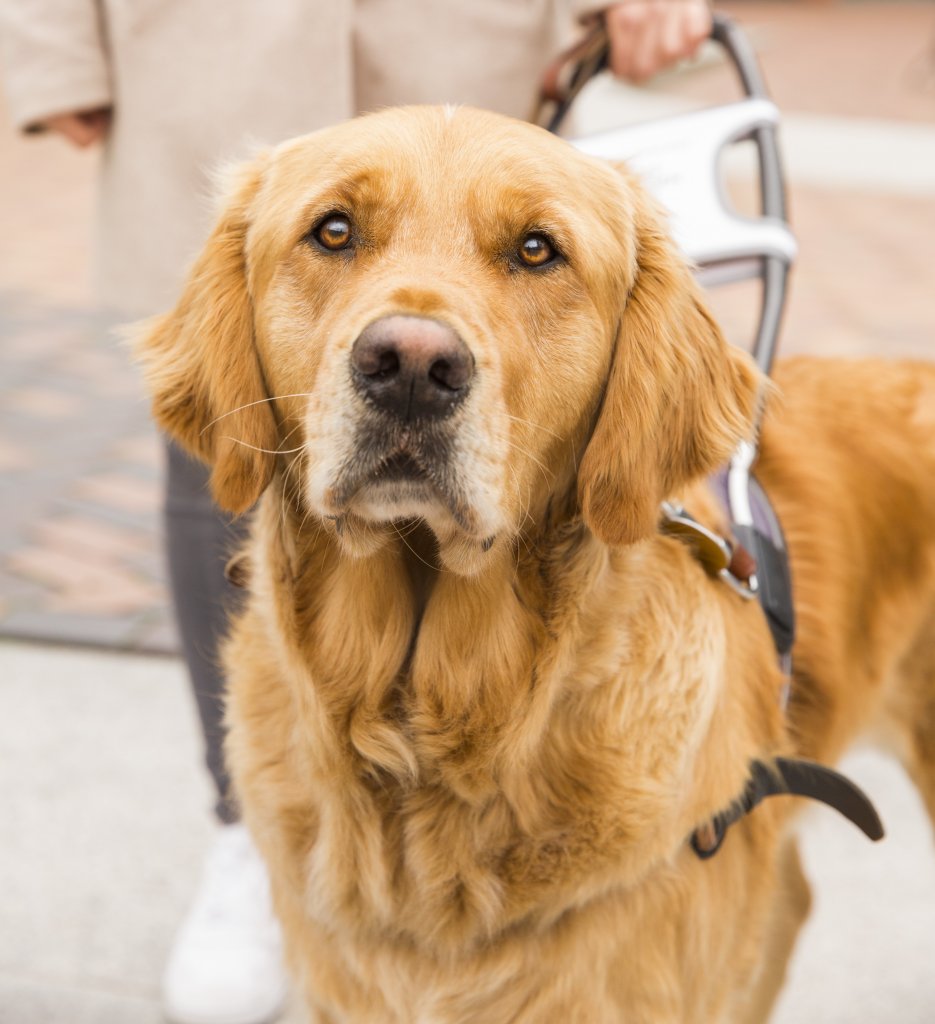 blindengeleidhond in tuig