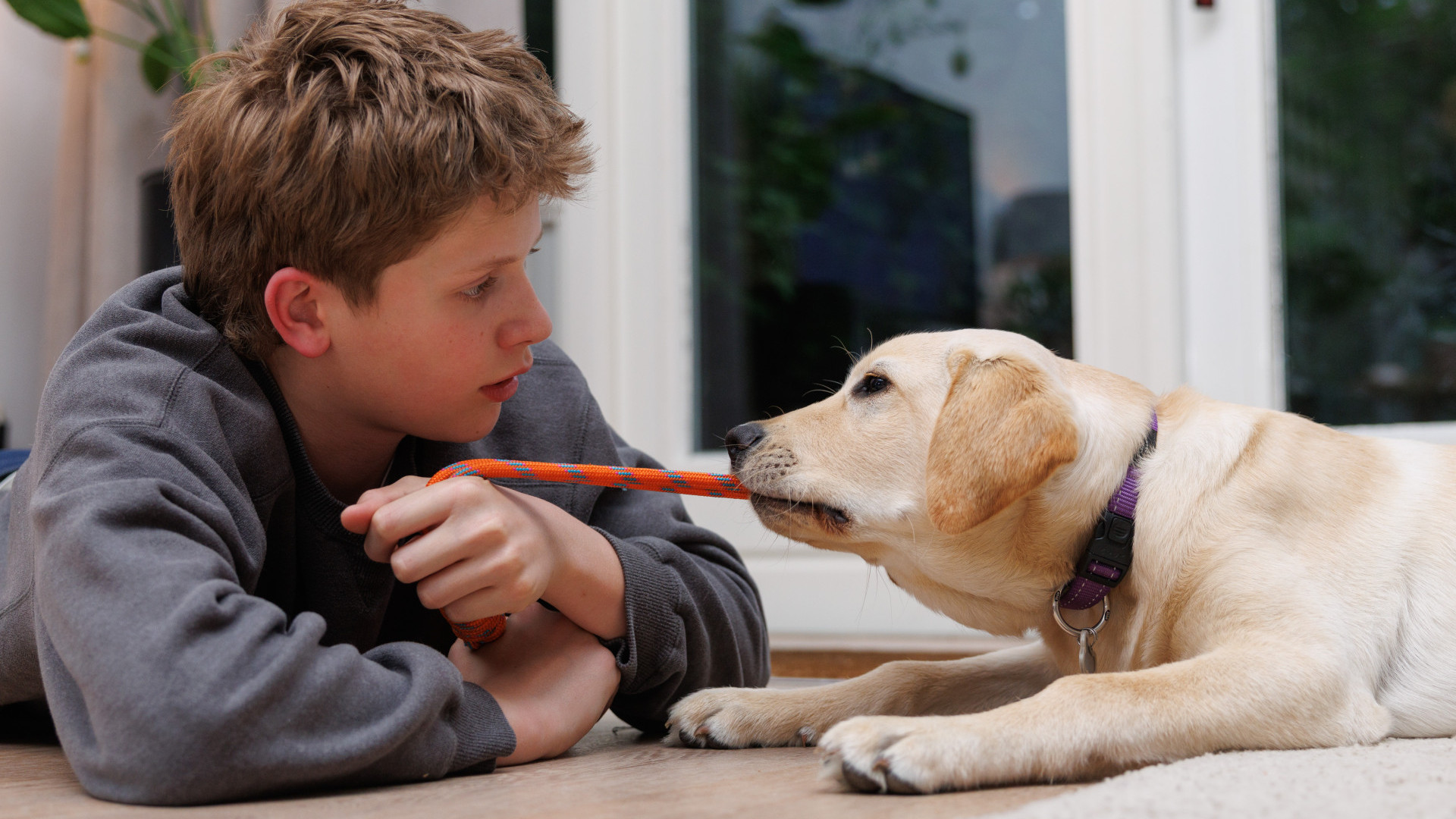 Puppy Ulay trekt aan touw met aan de andere kant een jongen uit het gezin