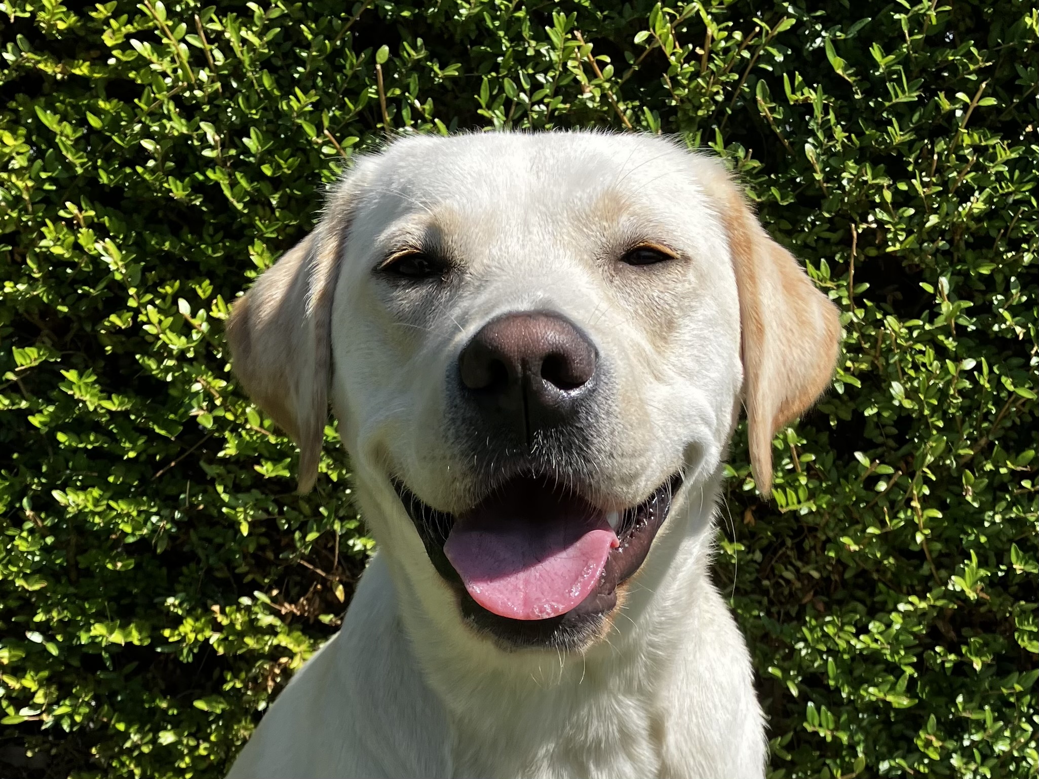 blonde hond kijkt vrolijk