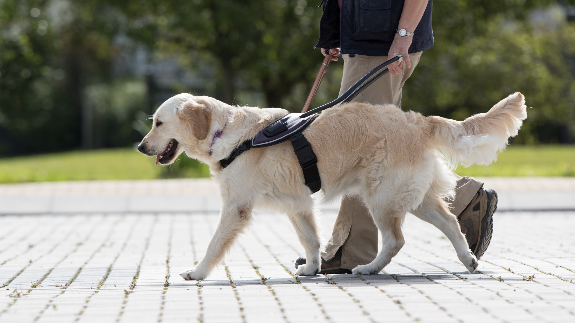 Blindengeleidehond loopt over straat