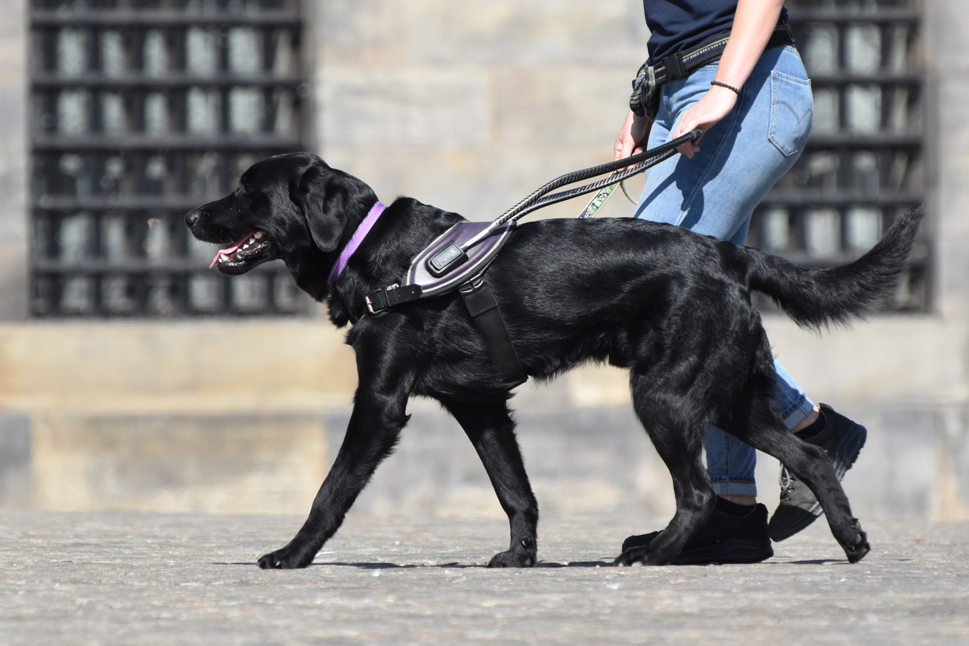 Zwarte blindengeleidehond op straat