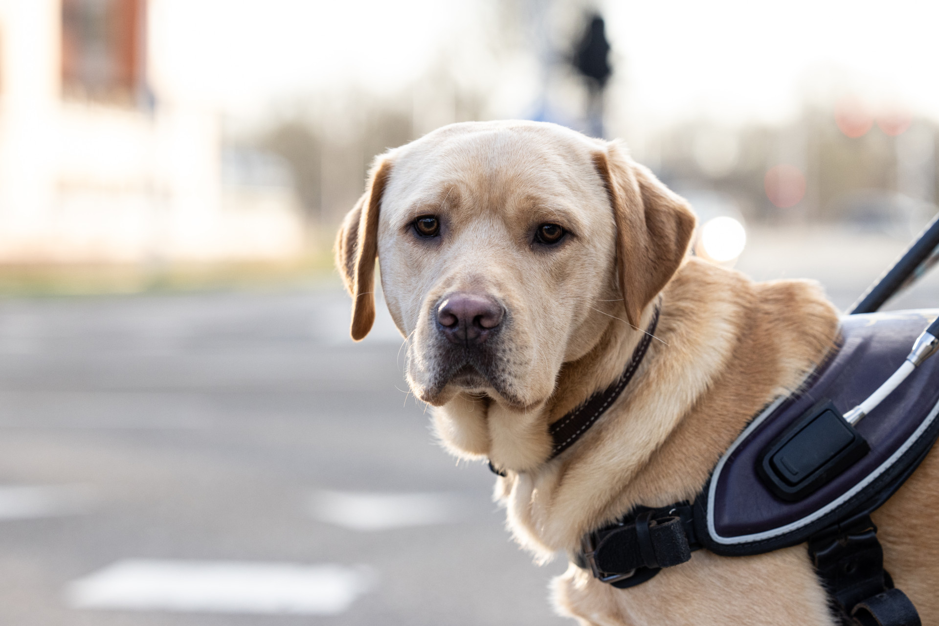 Blindengeleidehond kijkt in camera