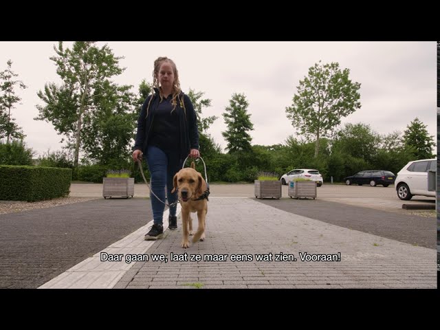 Medewerker loopt met hond in tuig