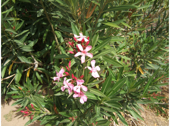 Oleanders