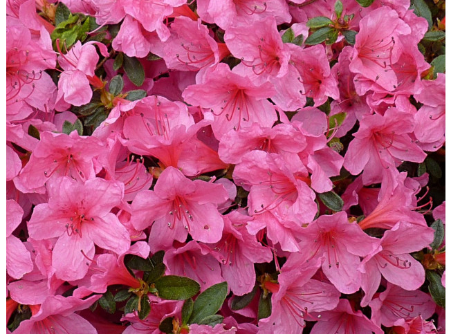 Azalea