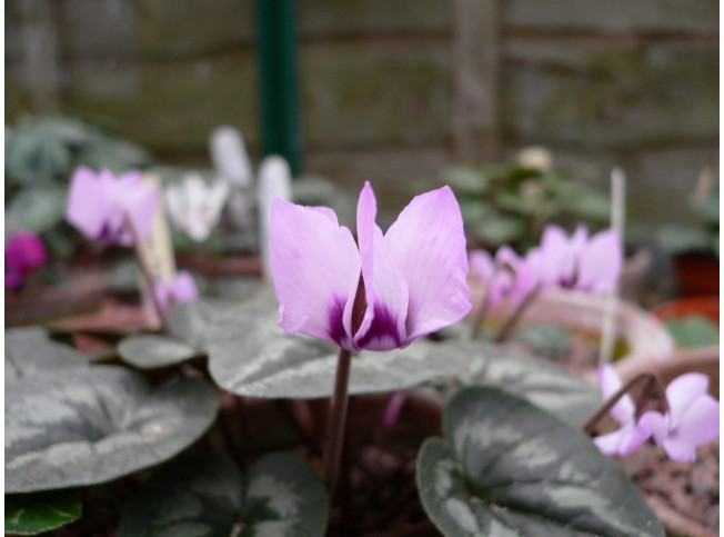 Cyclamen