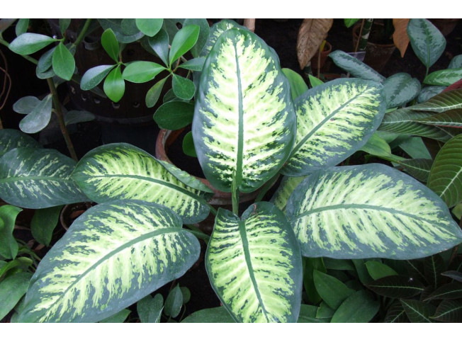 Dieffenbachia