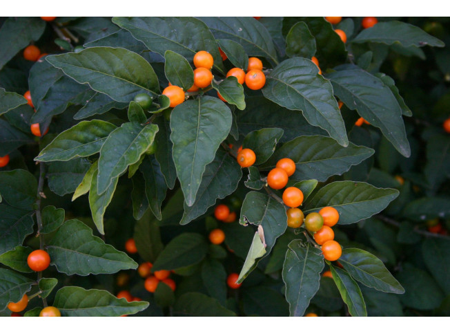 Solanum Pseudocapsicum