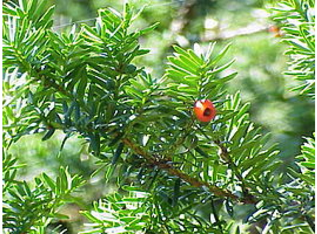 Taxus