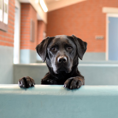 zwarte hond kijkt over randje van de KNGF-kennel