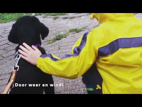 Video van pleeggezin met KNGF hond Joplin, een zwarte labrador.