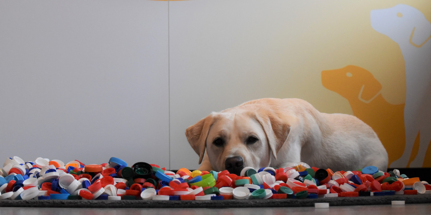 Pup ligt bij stapel met doppen