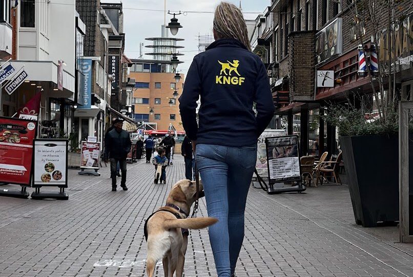 Instructeur Tamara loopt met een hulphond in opleiding over straat
