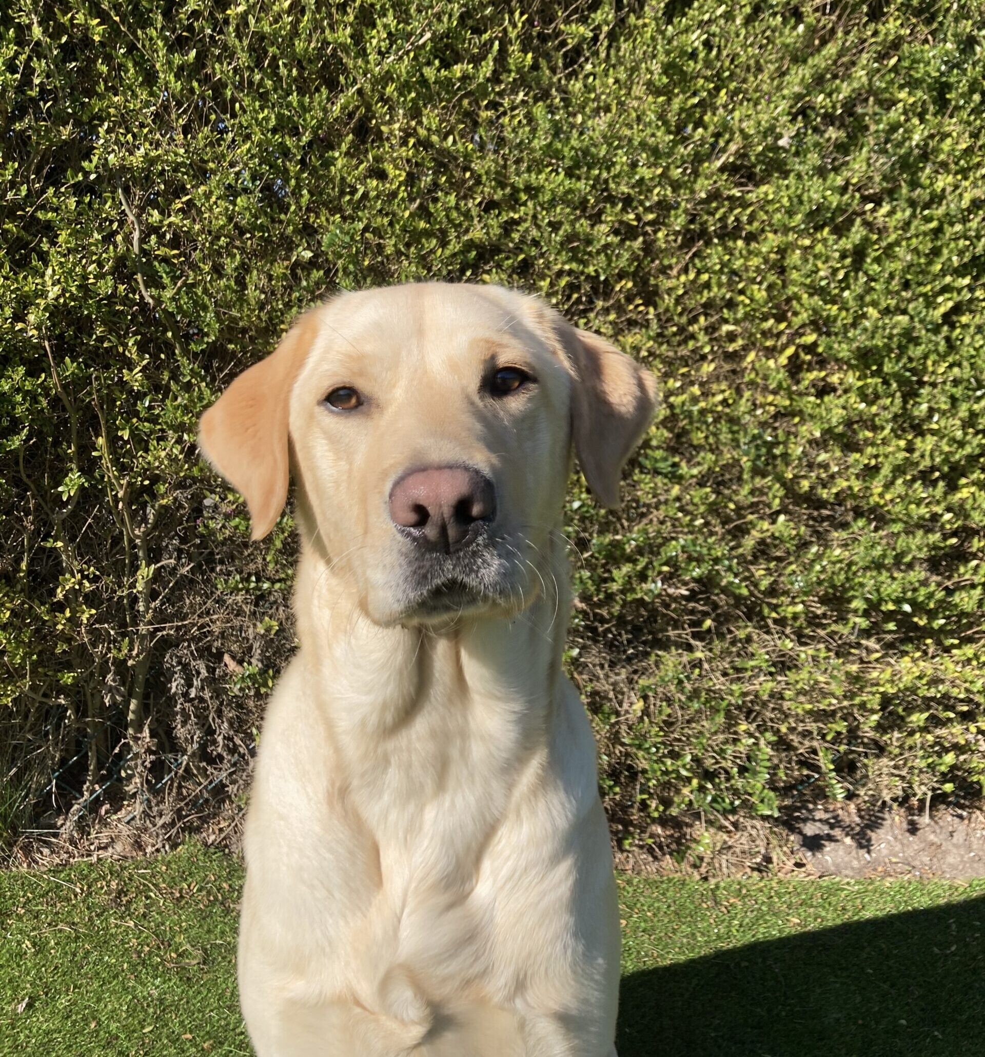 portret van een blonde hond voor een heg