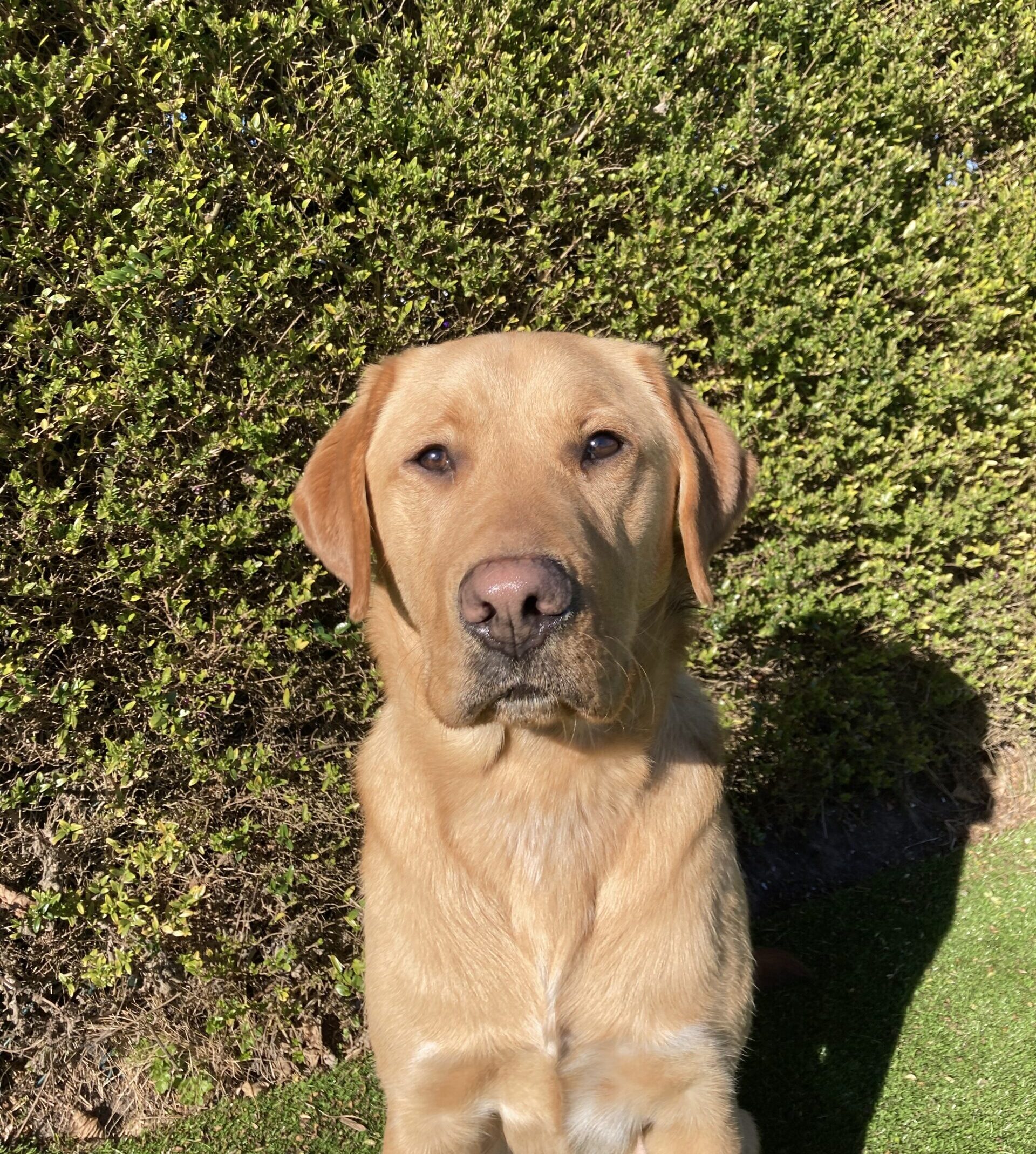 portret van een blonde hond voor een heg