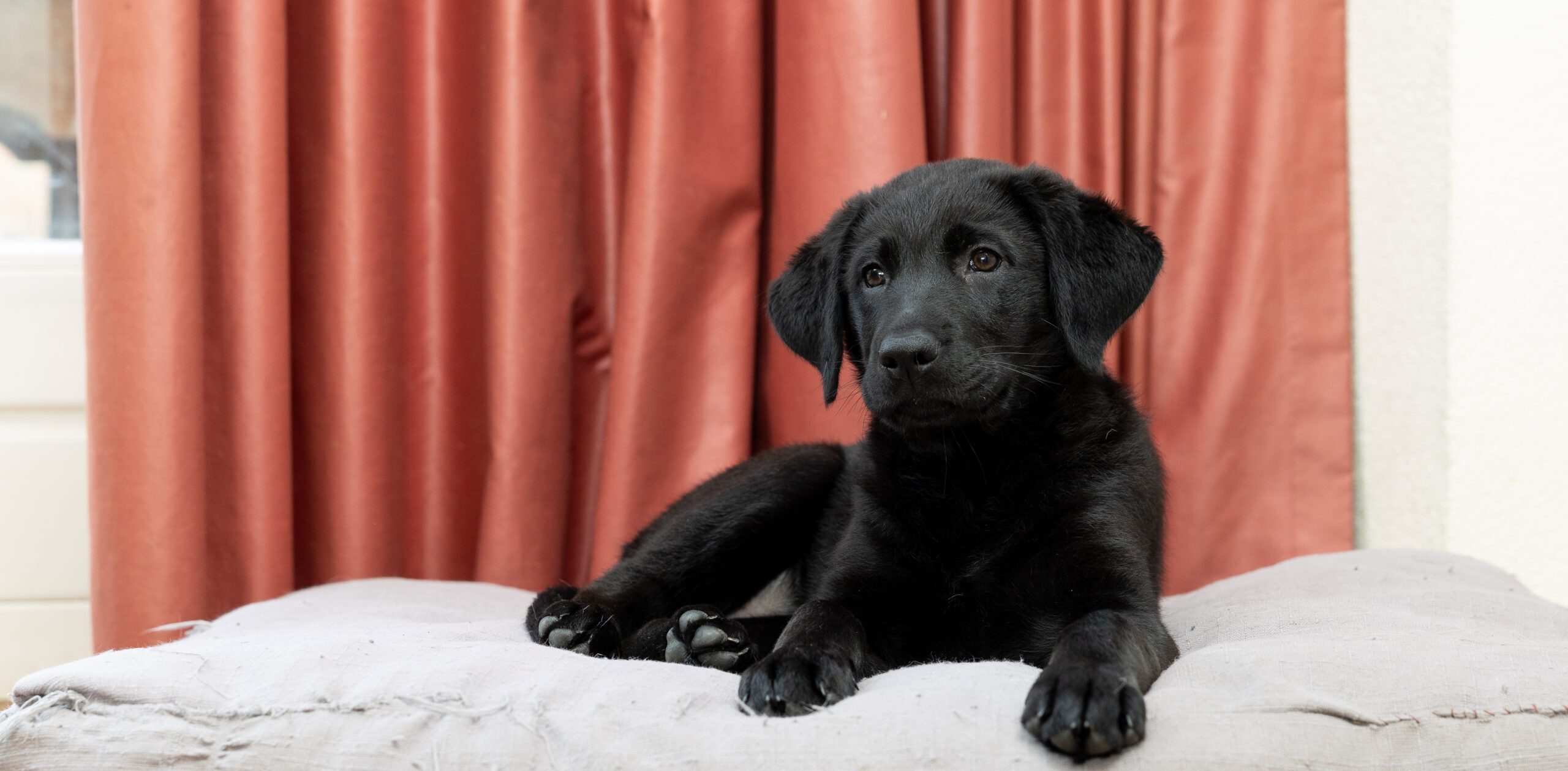 een pup ligt op een kussen met een rood gordijn op de achtergrond