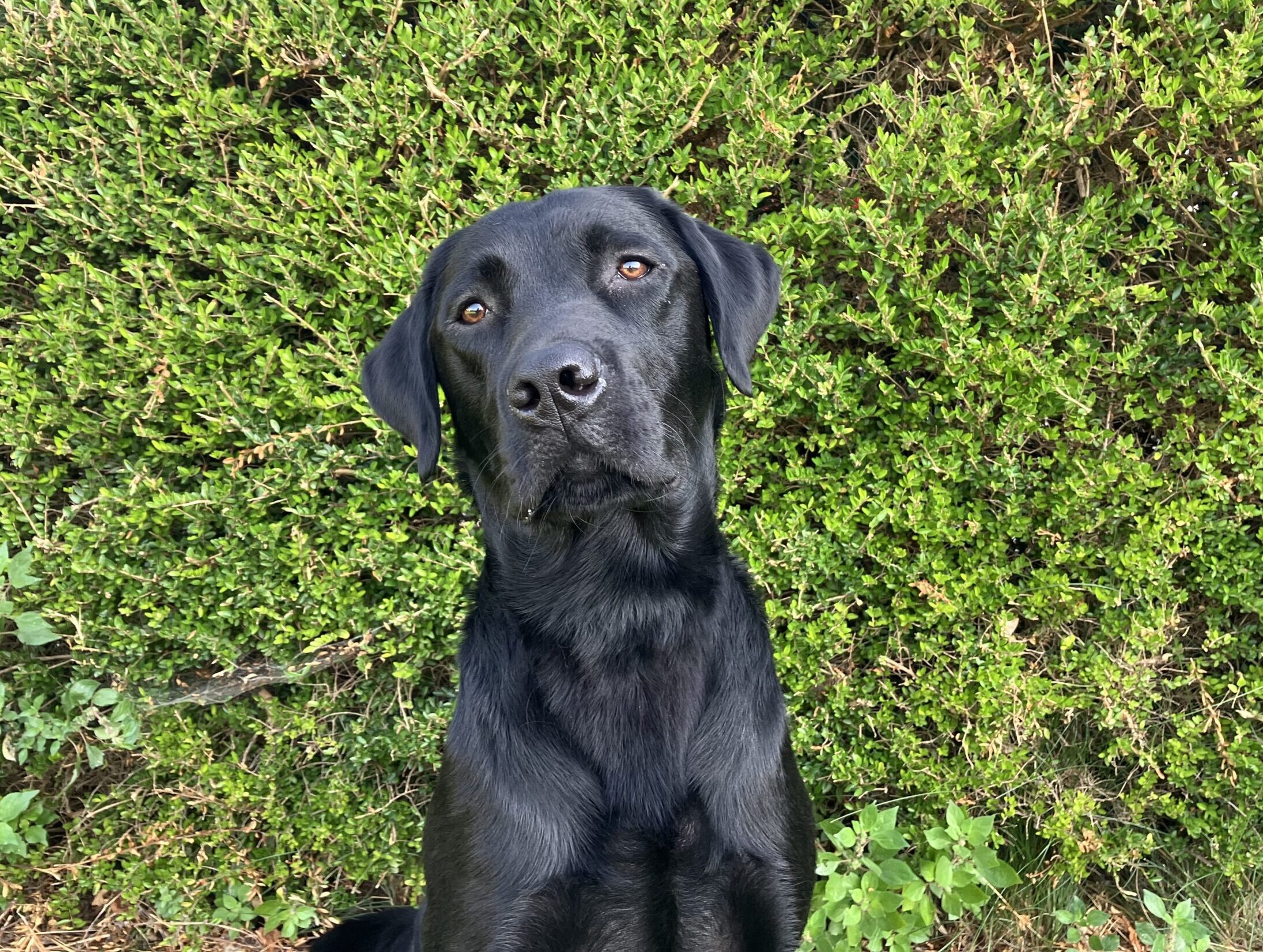 portretfoto van zwarte hond voor groene heg